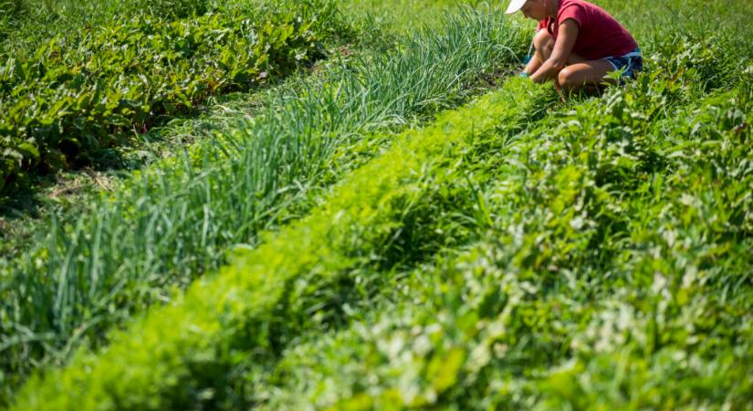 Megújult tudástár segít a vegyszermentes kertészkedésben - Agrotrend