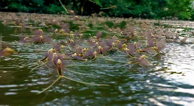 Elkezdődött a tiszavirágzás a Tisza-tavon – különleges természeti csoda várja a látogatókat! - Szolnoki Napló