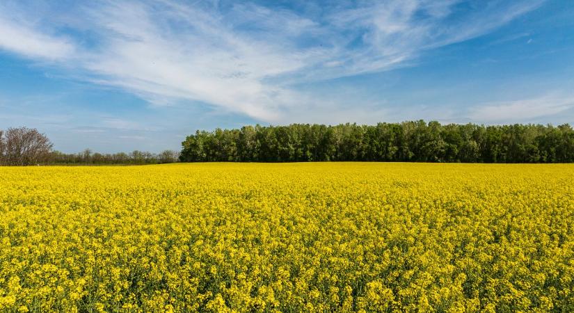 Fenntartható termesztéstechnológiai megoldások repcében – Online bemutató - Agroinform