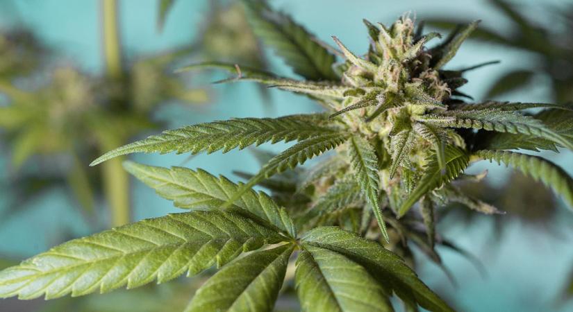 Letartóztatták a mezőhegyesi férfit: hónapok óta árult kannabiszt és speedet - Körös Hírcentrum