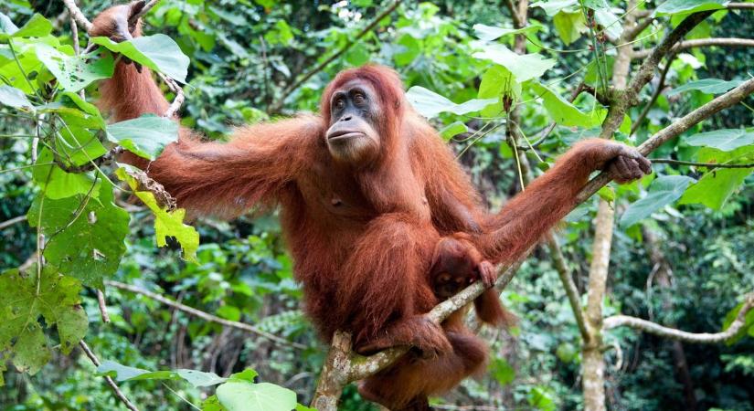 Elszabadultak az orangutánok, evakuálták az állatkert látogatóit - Boon