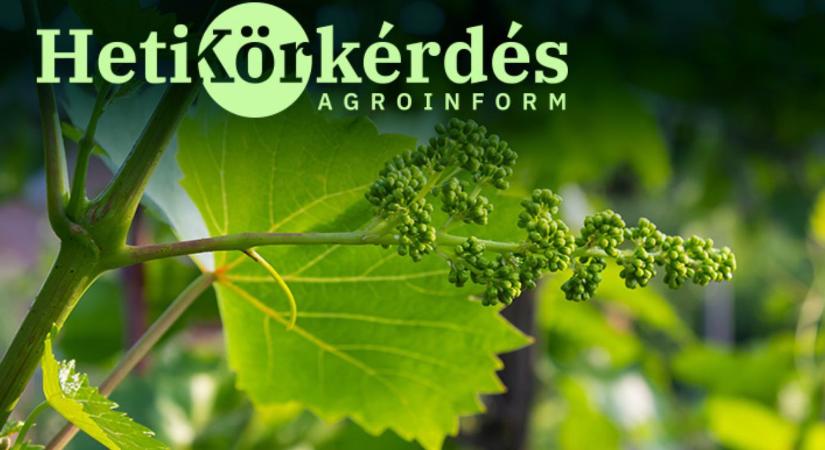 Halaszthatatlan beavatkozások szőlőben – Heti Körkérdés - Agroinform