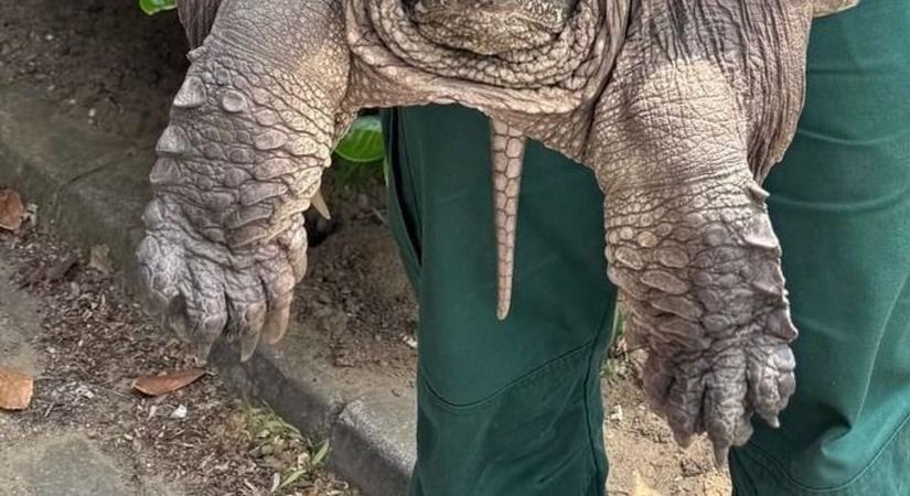 Veszélyes állatot találtak a Bükki Nemzeti Park határán  fotó - Heol