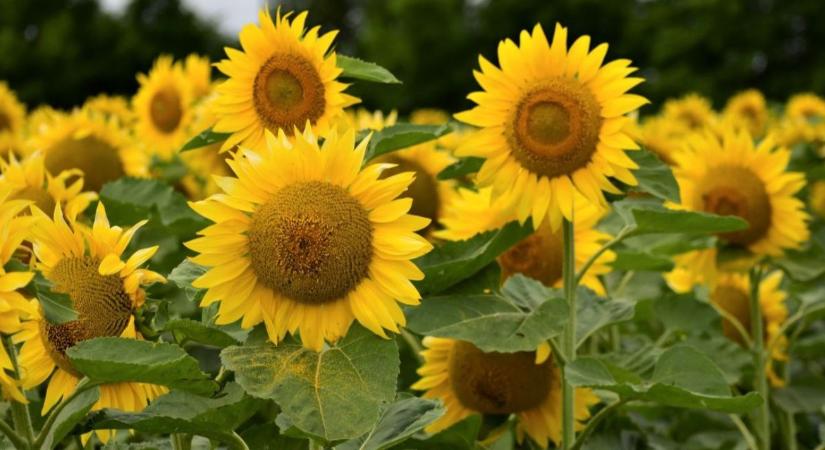Kis költség, de nagy segítség a terméskötésben! - Agroinform
