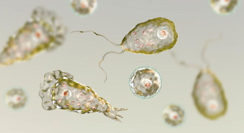 Agyevő amőba: rendkívüli mintavételek Szlovákiában - Infostart