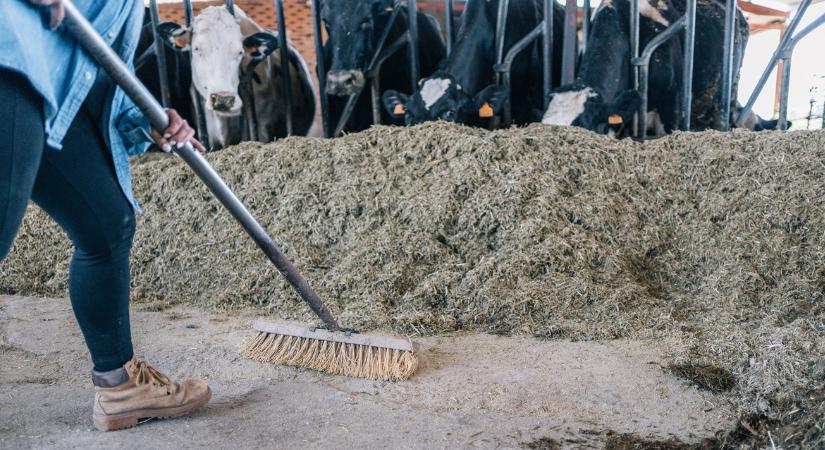 Nem elég a penészt nézni – rejtett kockázat a szarvasmarháknál - Agroinform