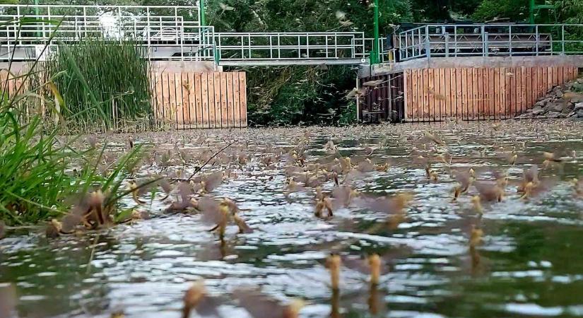 Ilyen volt a tiszavirágzás Poroszlónál  videó - Heol