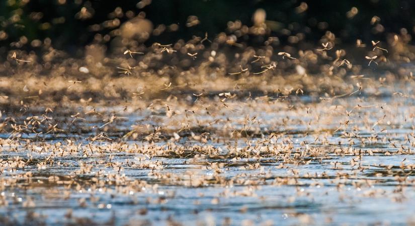 Így néz ki élőben a természet egyik legszebb csodája VIDEÓ - Agroinform