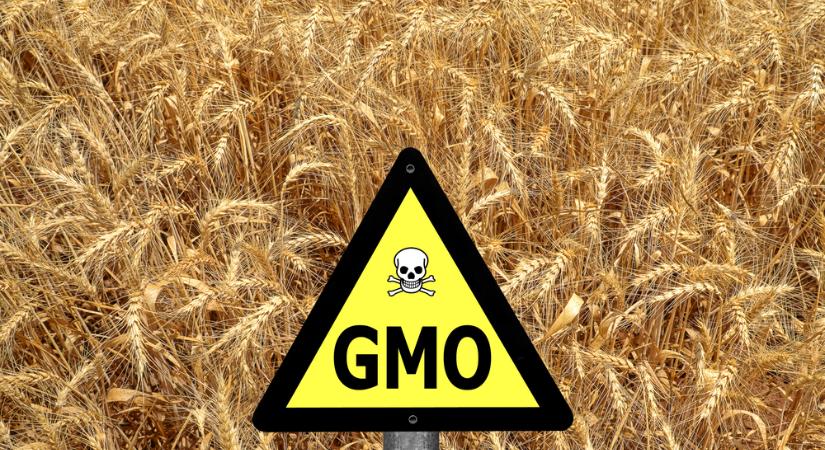 Ukrajnában betiltották a GMO-t – vagy mégsem? - Demokrata