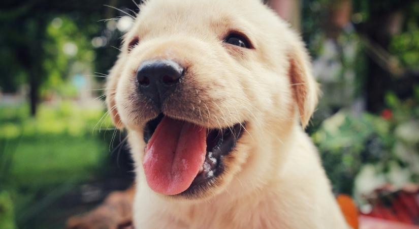 Citromot kóstol a kis golden retriever: a reakcióját látnod kell - Videó - Femcafe.hu