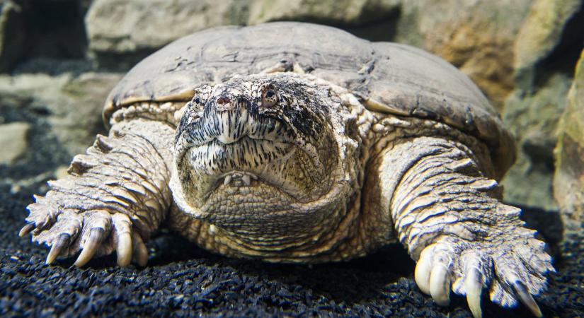 Az ember ujját is leharaphatja a betiltott hüllő, amelyből most kettőt is befogtak Magyarországon - Infostart