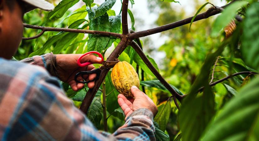 A termesztők veszítenek, a fogyasztók fizetnek: kakaóválság Afrikában és Európában - Agroinform