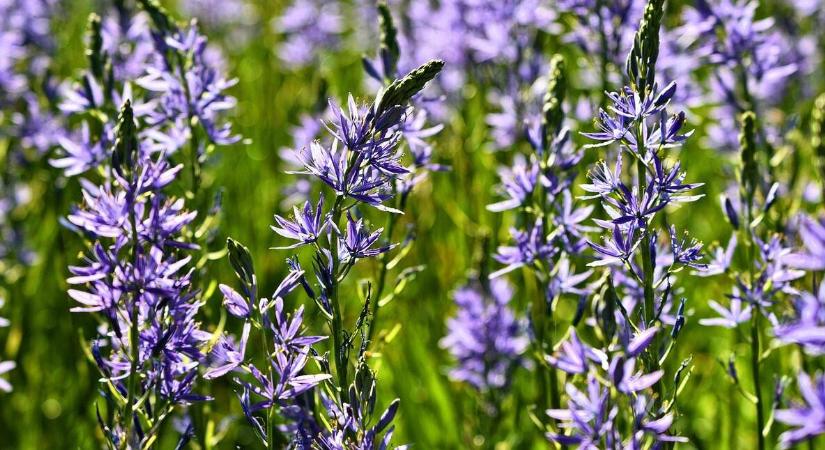 Prérigyertya: Camassia a díszkertben - Agrofórum