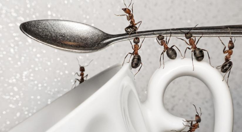 Ez a két fűszer elűzi az otthonodból a hangyákat - Femcafe.hu