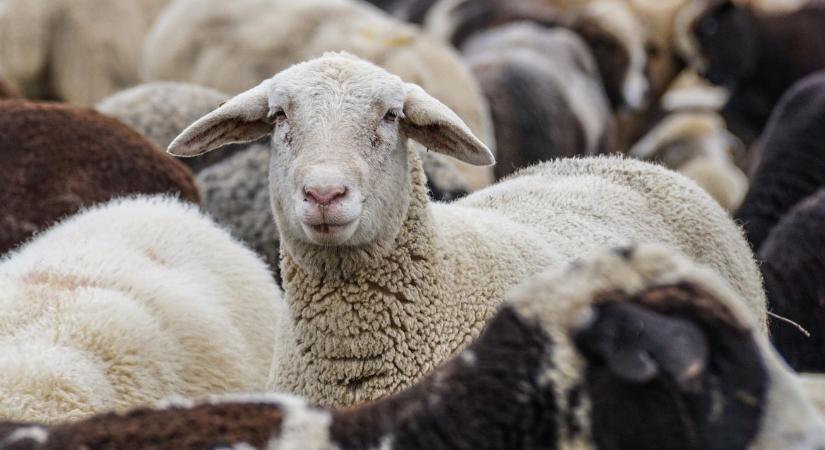 Rendkívül fertőző juhhimlőt azonosítottak Romániában - Agroinform