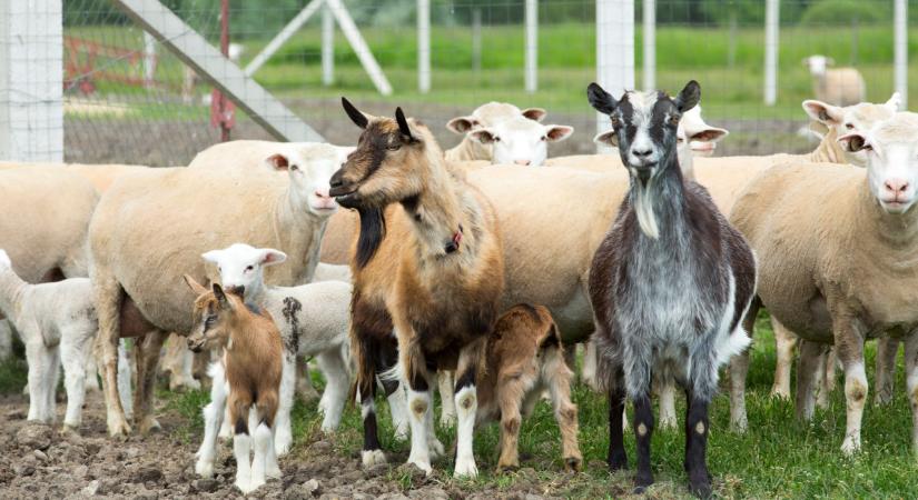 Először jelent meg itt a fertőző himlő: súlyos szigorítások jönnek - Agrárszektor
