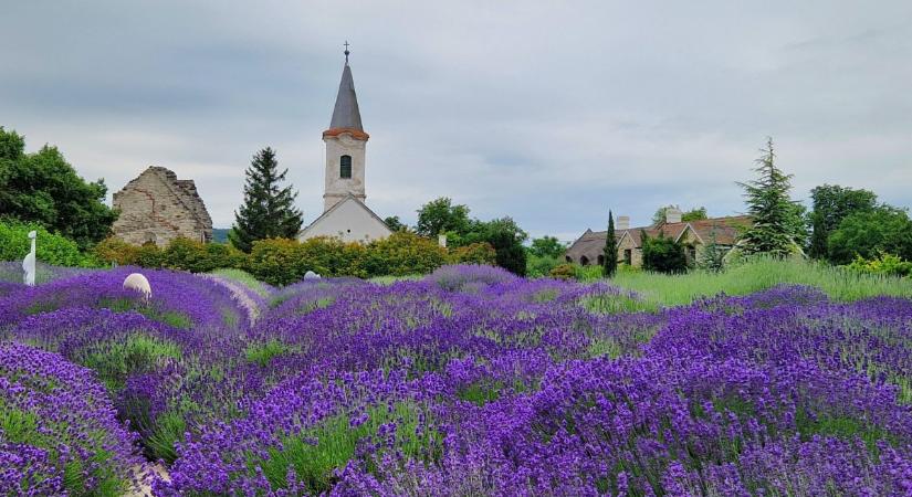 Levendula Major, Dörgicse – csodahely a Balaton-felvidéken - Csodahelyek