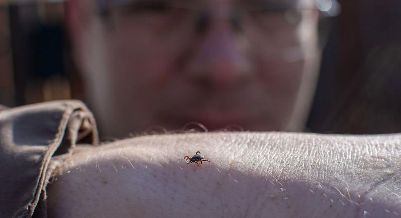 Csak ez menthet meg a kullancsoktól idén nyáron - Sonline