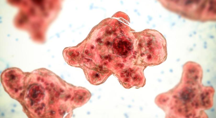 Naegleria fowleri: így védekezhetünk a Szlovákiában gyilkoló agyevő amőba ellen - nőklapja.hu