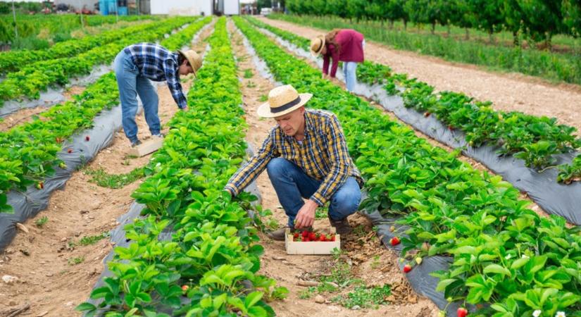 Mi számít mezőgazdasági idénymunkának? - Agroinform