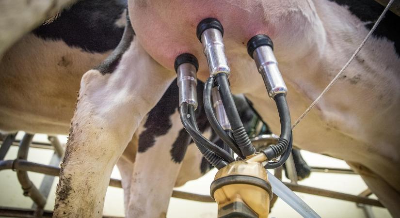 A nagyüzemi állattartás lesz a középpontban Kaposváron - Agrotrend