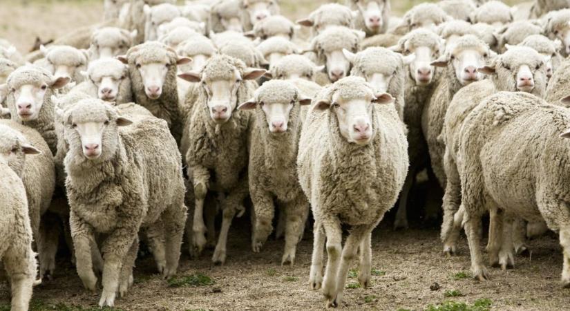 Juhhimlő: ezért veszélyes a szomszédunkban felbukkanó betegség - 24.hu