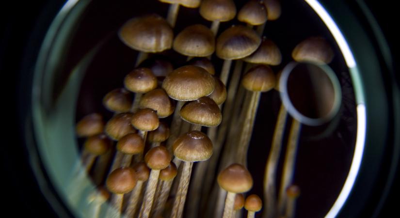Megvan a gyógyszer a súlyos depresszió ellen: varázsgomba - Index - IT-Technológia