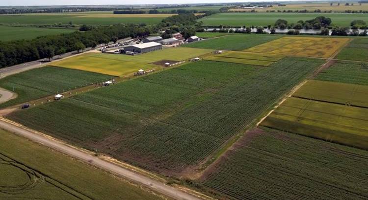 Hogyan válassz hibridet a saját területedre? - Agroinform