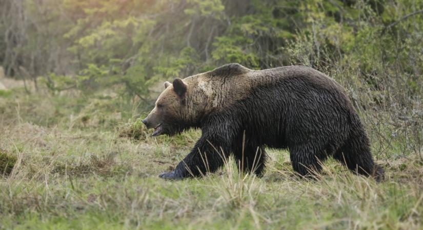 Megsajnálták a Vilniusban kóborló macit a vadászok - videó - Infostart