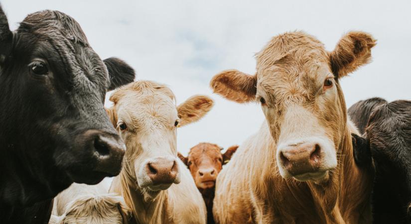 Veszélyes féreg bukkant fel: repülőről szórnák szét a legyeket ellene - Agrárszektor