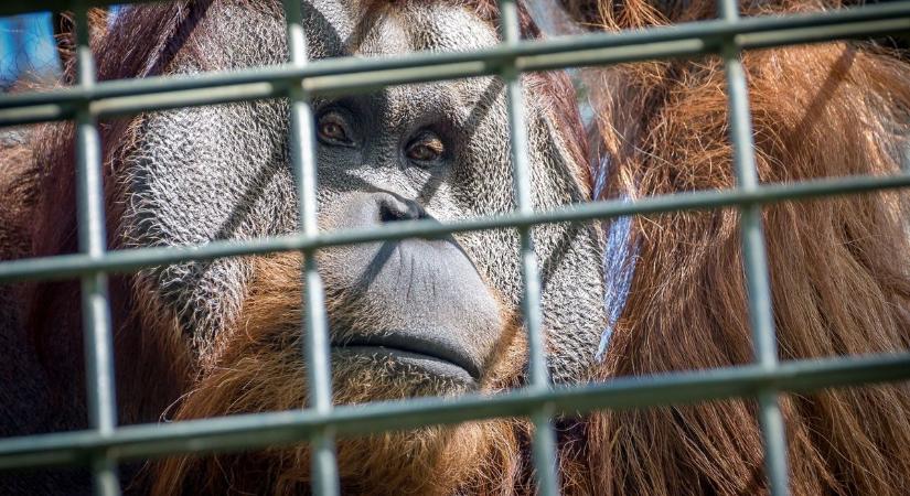 Váratlan szökés: orangutánok miatt kellett evakuálni a látogatókat az állatkertből - Kemma