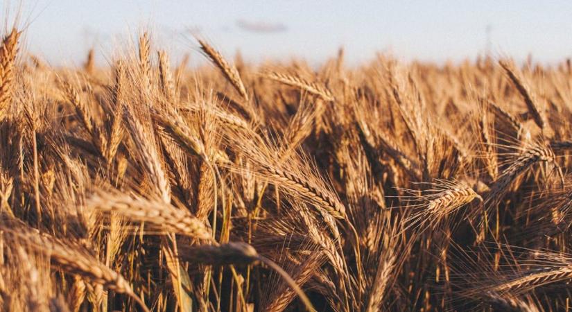 Rekordtermés küszöbén a világ? - Agroinform