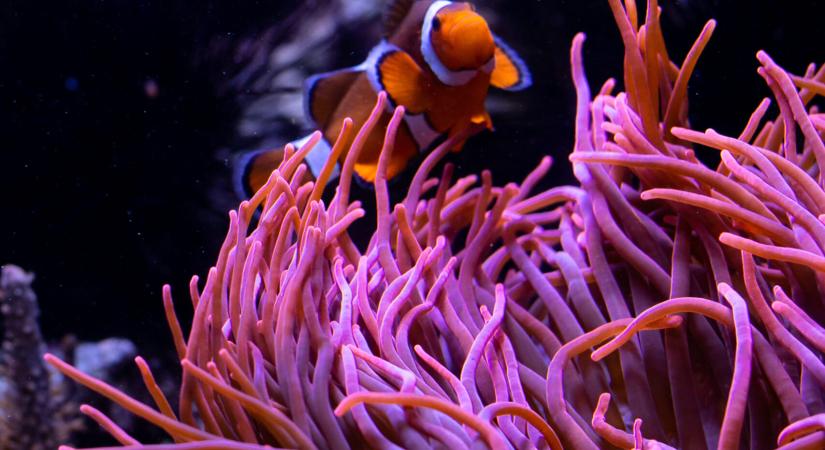 A Canon, a Coral Spawning Lab és a Nature Seychelles összefognak a korallzátonyok regenerálására - Rakéta