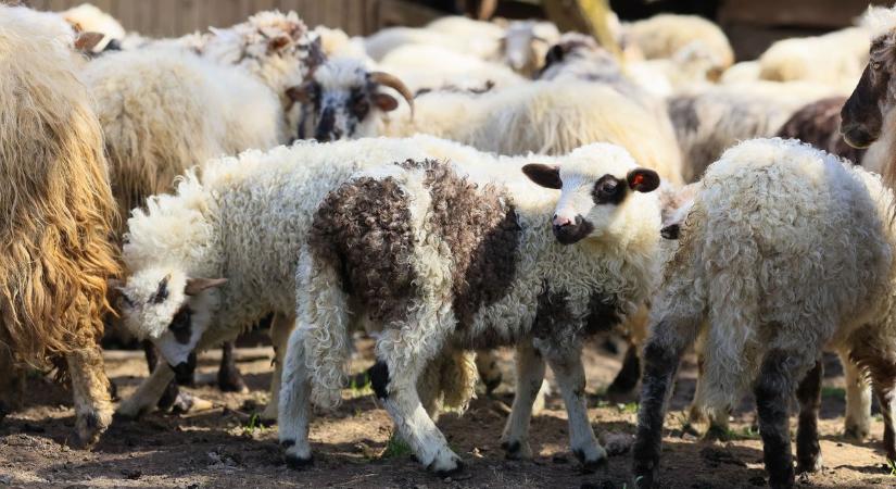 Veszélyes járvány terjed a szomszédban, ismét aggódhatnak a magyar állattartók - délmagyar