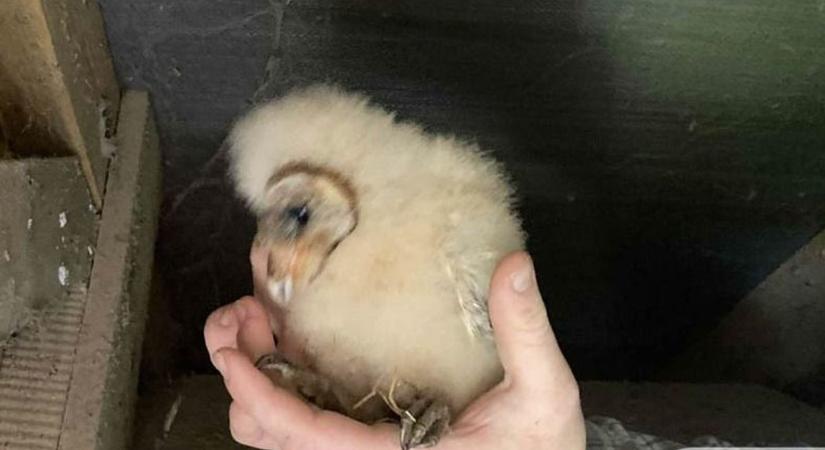 A halál torkából a szabadság felé: új esélyt kapott a Hortobágyon mentett gyöngybagoly-fióka - Haon