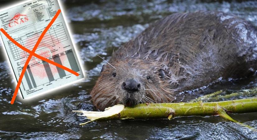 A halak után a hódok is pusztulnak a Kis-Küküllő mentén – hírek csütörtökön - Főtér