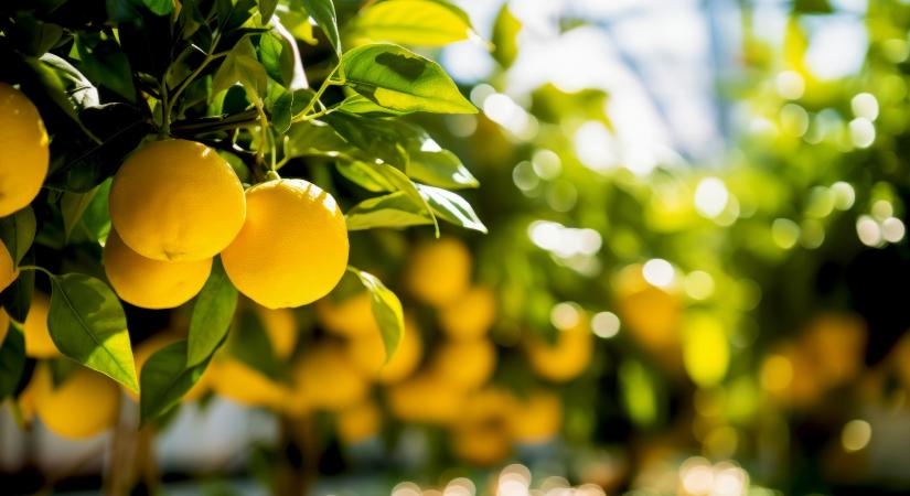 Limonádéút a múltba – mindent a citromról - egy.hu
