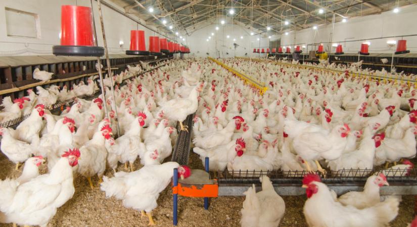 28 napja nem észleltek új fertőzést: nagy változások jönnek - Agrárszektor