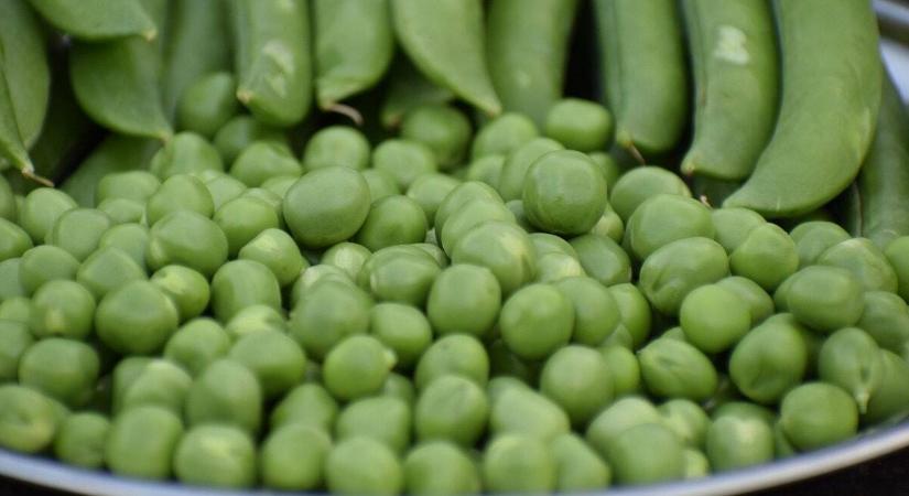 Megvárjuk a betakarítással minden hüvely beérését a zöldborsón? - Agrofórum