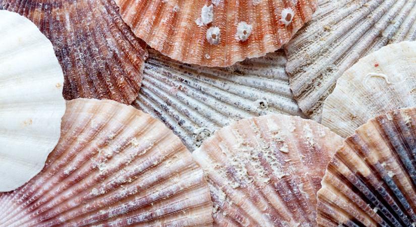 Építkezés algából, kagylóból? – Ez Ausztrália zöld jövője! - Köpönyeg