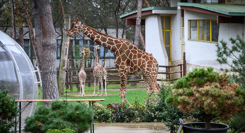 Új igazgatója lesz a debreceni állatkertnek és a bábszínháznak is - Dehir