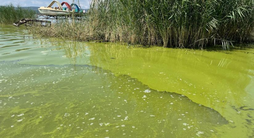 Toxintermelő kékalgák - Kiderült, hogy biztonságos-e most a Balatonban fürödni - Portfolio