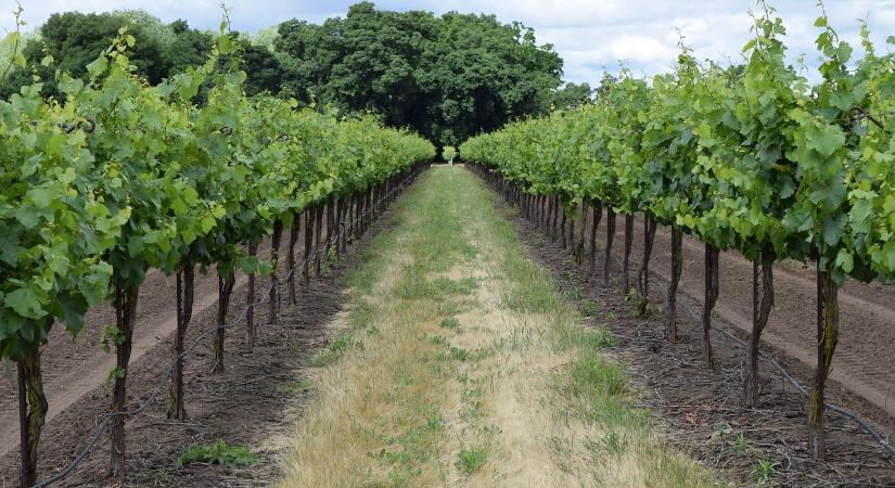 Zöldszürettel és tőkekivágással új irányt vesz az európai borágazat - Agrotrend