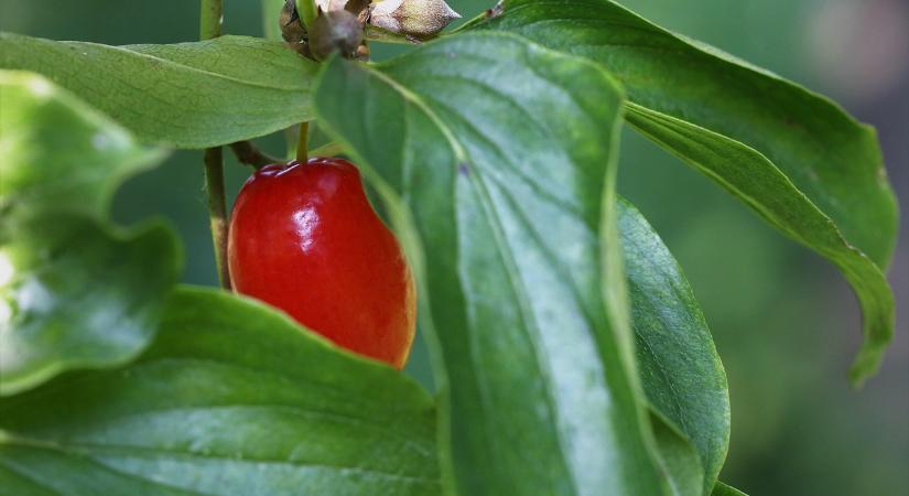 Miért nevezik a csehek vörös orvosságnak a somot? - Agrotrend