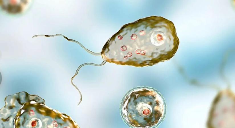 Közegészségügyi Hivatal: Tízből nyolc mintában kimutatták amőbák jelenlétét - Új Szó