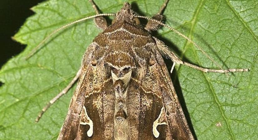 Szárnyas lények okoznak riadalmat a városban - Győr Plusz