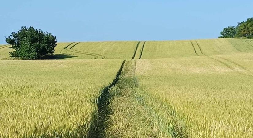 Hajmeresztő cseresznyelopás: életveszélyes mutatvány a Bakonyban - Feol