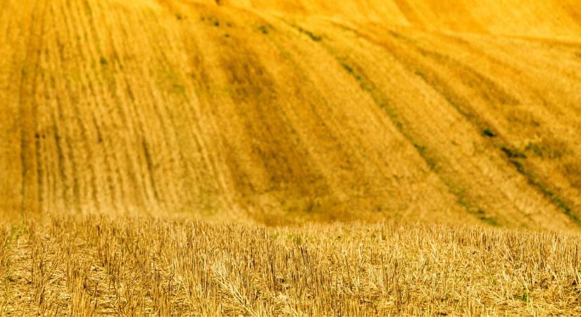 Így spórolhatsz a műtrágyán: szalmahasznosítás a gyakorlatban - Agroinform
