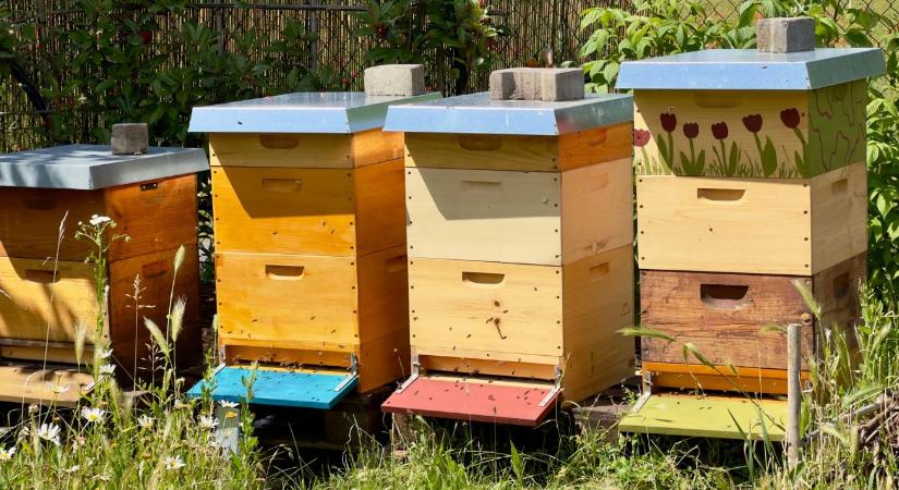 Figyelmeztetés méhészeknek – veszélyben az eszközök és a méz - Agroinform