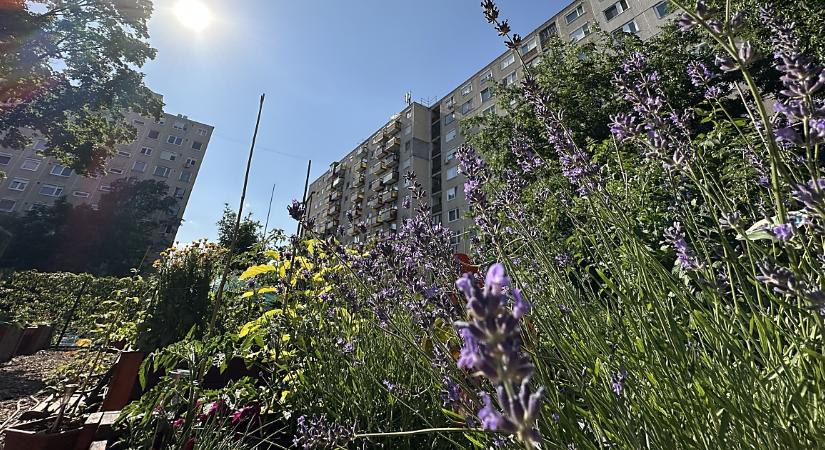 Ötödik születésnapját ünnepli a Vénkerti Közösségi Kert - Dehir
